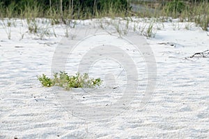 White Sand Beach Pensacola Florida with natural beach plants