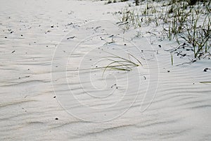 White Sand Beach Pensacola Florida with Sea Grass