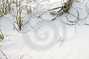 White Sand Beach Pensacola Florida with Sea Grass