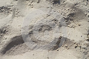 White sand beach texture. Sea coast top view photo. Natural grit texture. Dry sand surface with step marks.