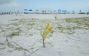 White sand beaches in Cuba