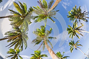 White sand beaches in the kingdom of Tonga