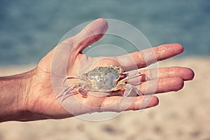 White sand crab in the human hand