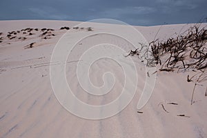 White sand desert, dunes and vegetation