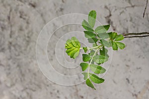 White sand dunes with green vegetation.