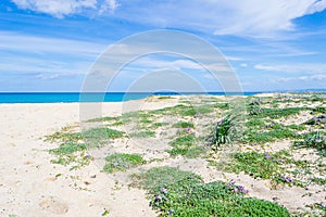 White sand in Fiume Santo shore