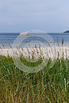 White sand and grass on the shore of the Gulf of Finland