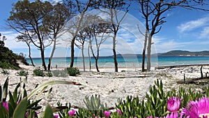 White sand and green plants in Maria Pia beach. Alghero