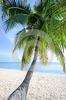 White sand lonely beach, green palm tree, blue sea, bright sunny sky, white clouds background