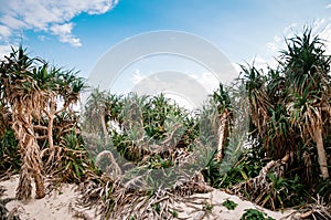 White sand at Maehama Beach and Adan Pandanus tectorius tree. Mi