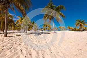 White sand and palm trees on the beach Playa Sirena, Cayo Largo, Cuba. photo