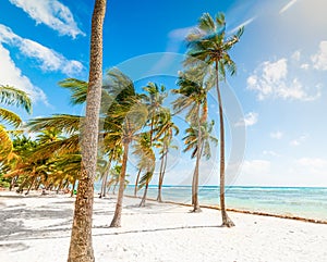 White sand and palm trees in Bois Jolan beach in Guadeloupe