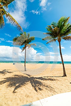 White sand and palm trees in Fort Lauderdale on a sunny day