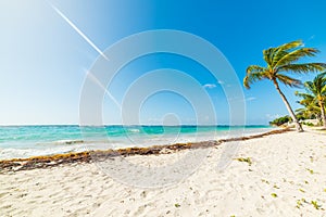 White sand and palm trees in Guadeloupe