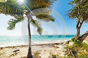 White sand and palm trees in Raisins Clairs