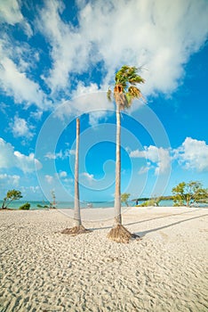 White sand and palms in Florida Keys