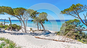 White sand and pine trees in Alghero