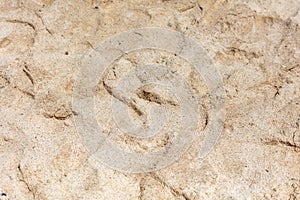 White sand on the seashore as an abstract background. Texture