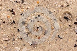 White sand with shell fragments background. Sand texture closeup. Seacoast concept.