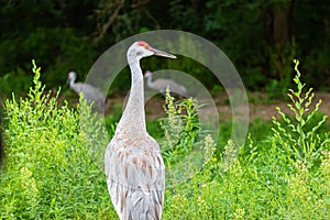 White Sandhill Cranes with long beak