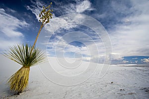 White Sands