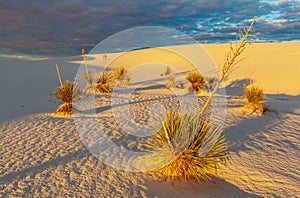 White sands