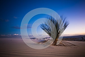 White Sands Cactus at Sunset