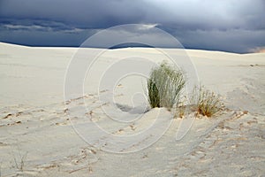 White sands landscape