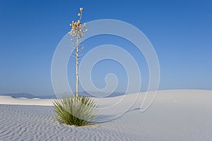 White Sands - Lonely Yucca photo