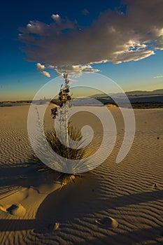 White Sands National Monument