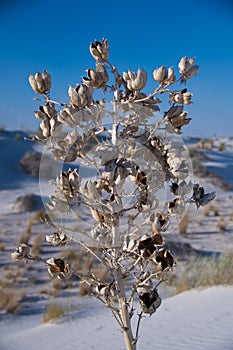 White Sands National Monument