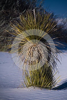 White Sands National Monument