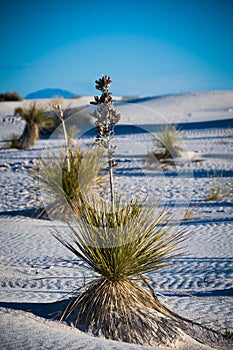 White Sands National Monument