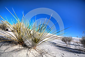 White Sands National Monument Desert Growth