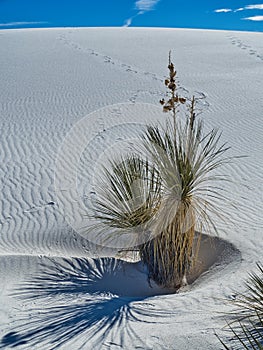 White Sands National Monument in New Mexico