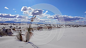 White Sands National Monument. Yucca elata and desert pants on Sand Dune  New Mexico USA
