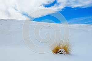 White Sands, NM photo