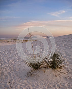 White Sands Sunset near Alamogordo, New Mexico