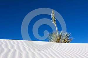White Sands Yucca photo
