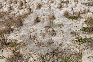 White sandy barrier dune covered in tufts of seagrass to help with erosion, Tybee Island Georgia