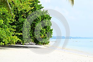 White Sandy Beach with Azure Sea Water Leaning Coastal Trees on Bright Sunny Day - Vijaynagar, Havelock, Andaman Nicobar, India