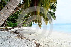 White Sandy Beach with Azure Water with Palm Trees and Greenery - Vijaynagar, Havelock, Andaman Nicobar, India