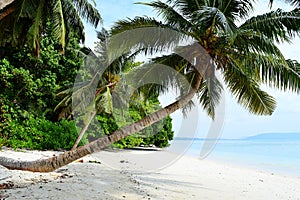 White Sandy Beach with Azure Water with Slanting Coconut Tree and Greenery - Vijaynagar, Havelock, Andaman Nicobar, India