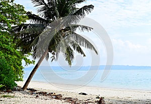 White Sandy Beach with Blue Water with an Angled Coconut Tree and Greenery - Vijaynagar, Havelock, Andaman Nicobar, India