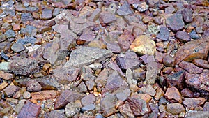 On the white sandy beach by the sea, there are creatures, rocks, fragments of branches