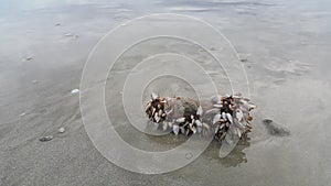 On the white sandy beach by the sea, there are creatures, rocks, fragments of branches