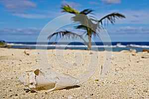 White sandy beach in Tonga