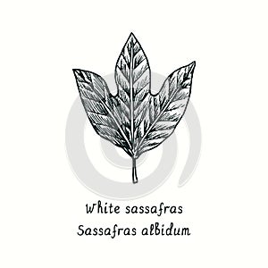 White sassafras Sassafras albidum leaf. Ink black and white doodle drawing