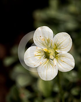 White saxifraga blooming