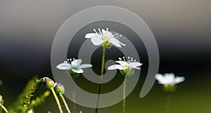 White saxifraga flowers